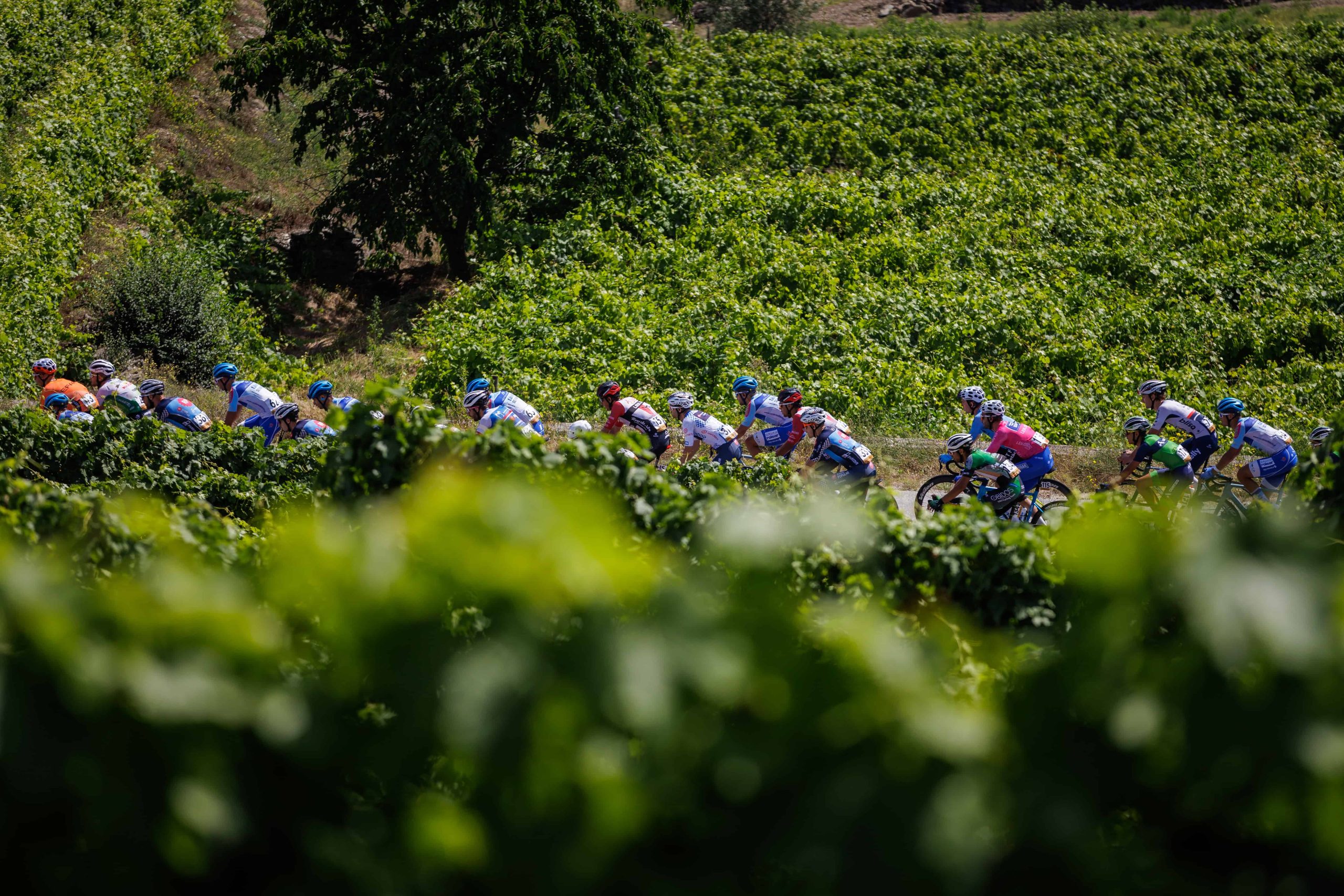 3 Grande Prémio do Douro: 3a etapa Alijó, 16/06/2023 - Decorreu hoje a 3ª etapa do 3º Grande Prémio de Ciclismo do Douro Internacional que percorreu estradas entre Pinhão e Alijó.
(Miguel Pereira/Global Imagens)